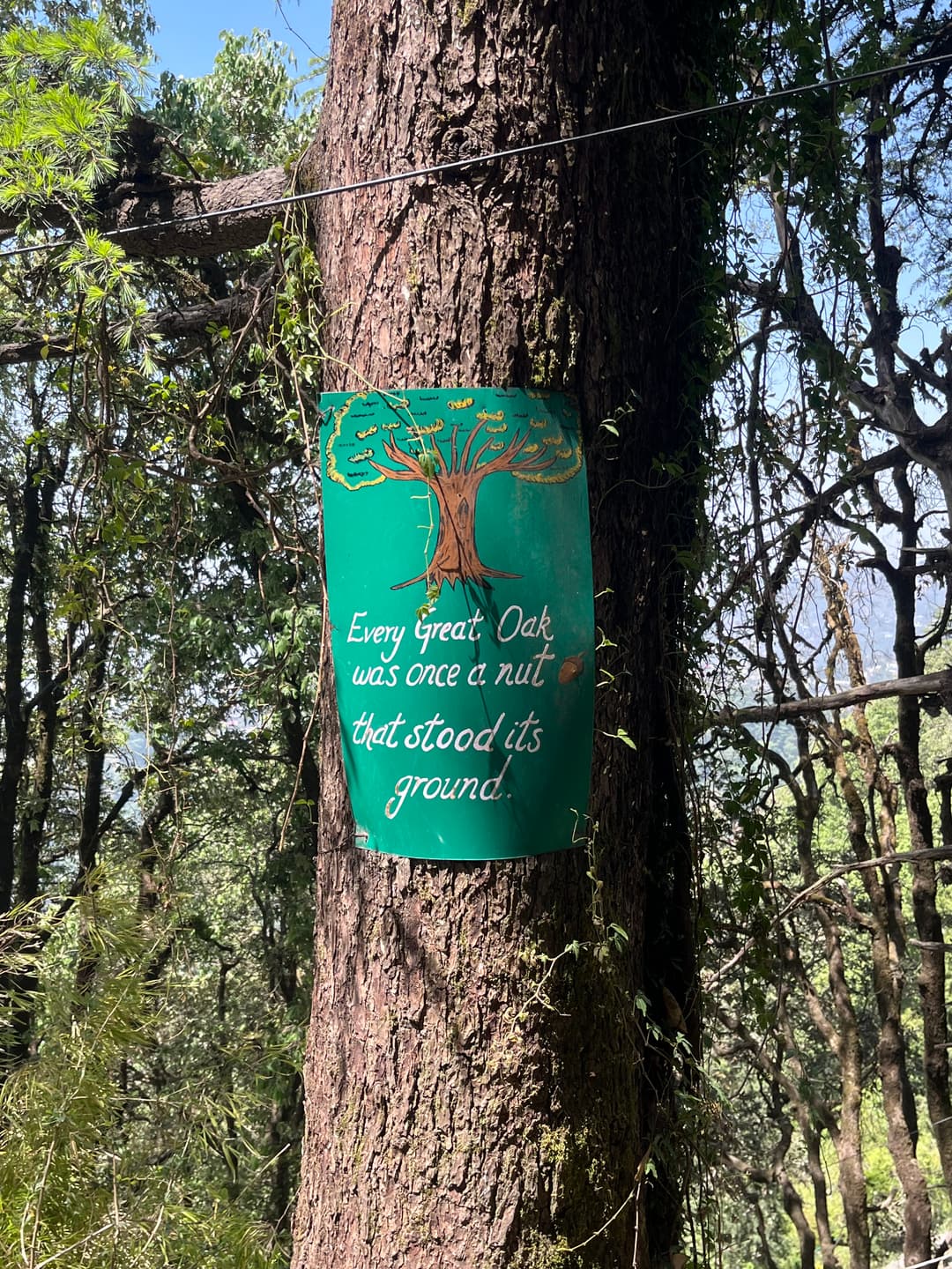 Beautiful quote on an oak tree in Landour